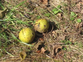 Black walnuts with green coating