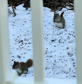 two red squirrels in winter