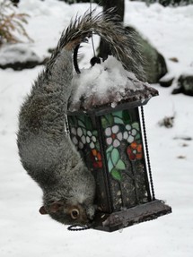 gray squirrel on birdfeeder
