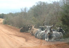 Texas Zebu Cattle