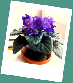African Violet in full bloom, purple flowers