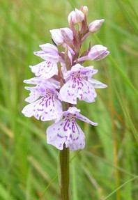 Heath Spotted Orchid, Duddon Valley by Nick Upton