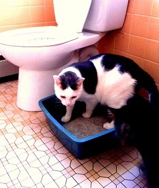 Albus Toilet Trained Cat City Kitty Step 1