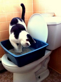 Albus Toilet Trained Cat City Kitty Step 2
