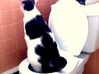 Albus Toilet Trained Cat Step 9