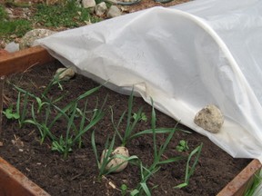 Raised bed kithen garden with cover on spinach, garlic growing spring 2012