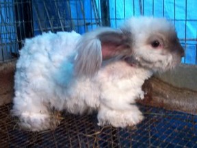 Clipped Angora Rabbit