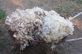 A raw fleece from my sheep