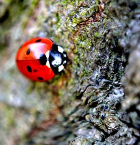 keyword ladybird