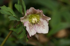 Lenten Rose Lenten Rose
