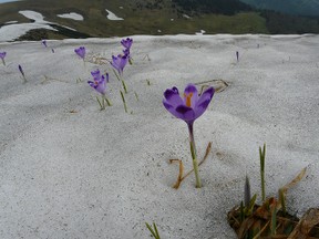 Crocus Crocus