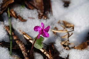 Cyclamen Cyclamen