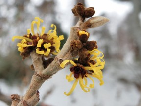 Witch Hazel Witch Hazel