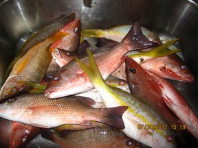 Yellowtail and Mangrove Snappers