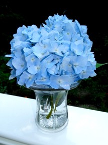 light blue hydrangea flower