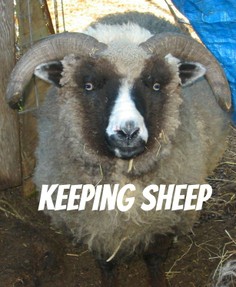 keeping sheep