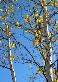 white birch yellow leaves