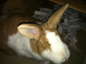 Trixie in her box with shredded paper!  She thinks it's the best homemade rabbit toy ever!