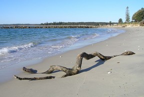 piece of driftwood on a beach
