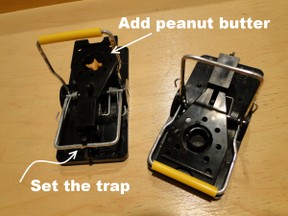 setting mouse traps