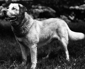 The chinook dog