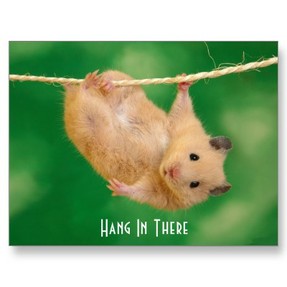golden hamster care hanging hamster