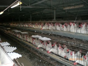 Industrial Chicken Farms