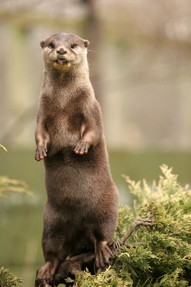 This otter's no slouch - good posture