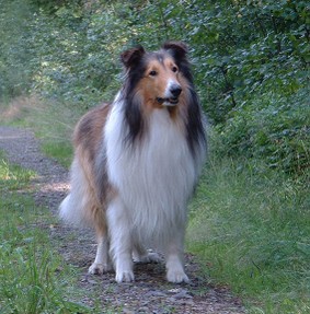 Rought or "Long Haired" Collie