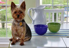 Small dog photographed on kitchen counter