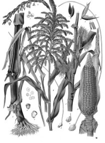 Botanical Maize - Wikicommons