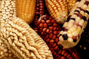 Maize Varieties - Wikicommons