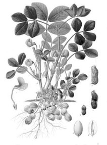 Botanical Peanut - Wikicommons