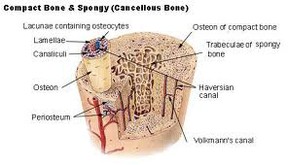 Soft, or Cancellous Bone Tissue