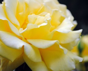 Meaning of yellow roses
