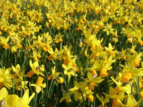 a field of yellow daffodils