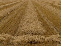 Image: Harvested Field