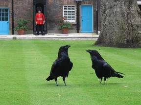 Image: Tower of London Ravens