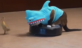 Image: Cat dressed as a shark, chasing a duck, on a Roomba
