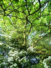 Image: Hawthorn and oak