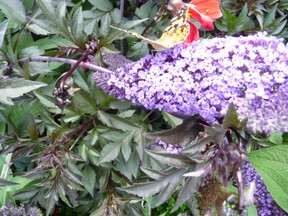 Lilac with Butterfly in Arundel Castle Gardens