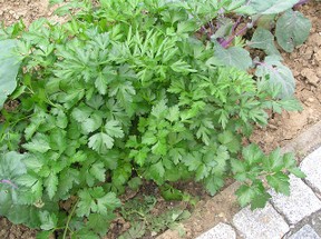 grow your own parsley