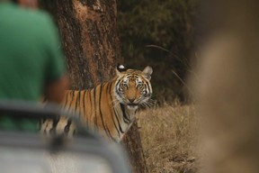 Tiger on Jeep Safari