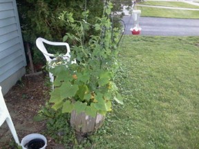 Squash and peas growing in a wooden flower pot in front of my house