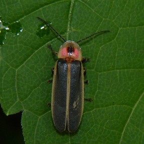 close up of firefly