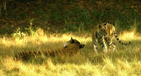 Male Tiger With Cub
