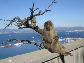 Gibraltar's Apes Look out over the Med