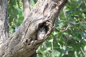 Collard Scops Owl