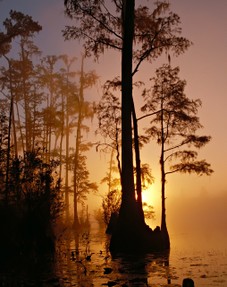 Florida Swamp Sunset
