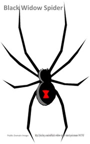 Drawing of Black Widow Spider